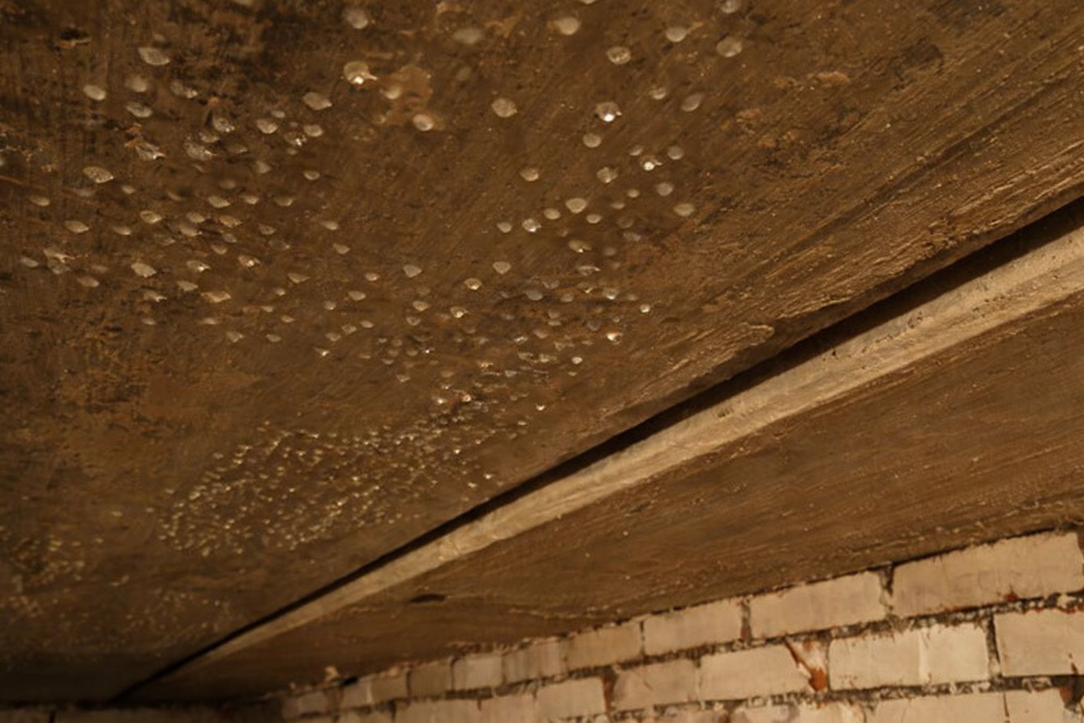 Fuktiga droppar på ett brunt betongtak i en källare med tegelväggar.